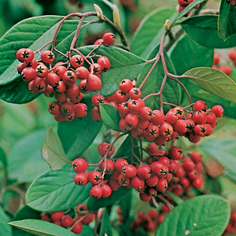 Cotoneaster lacteus 