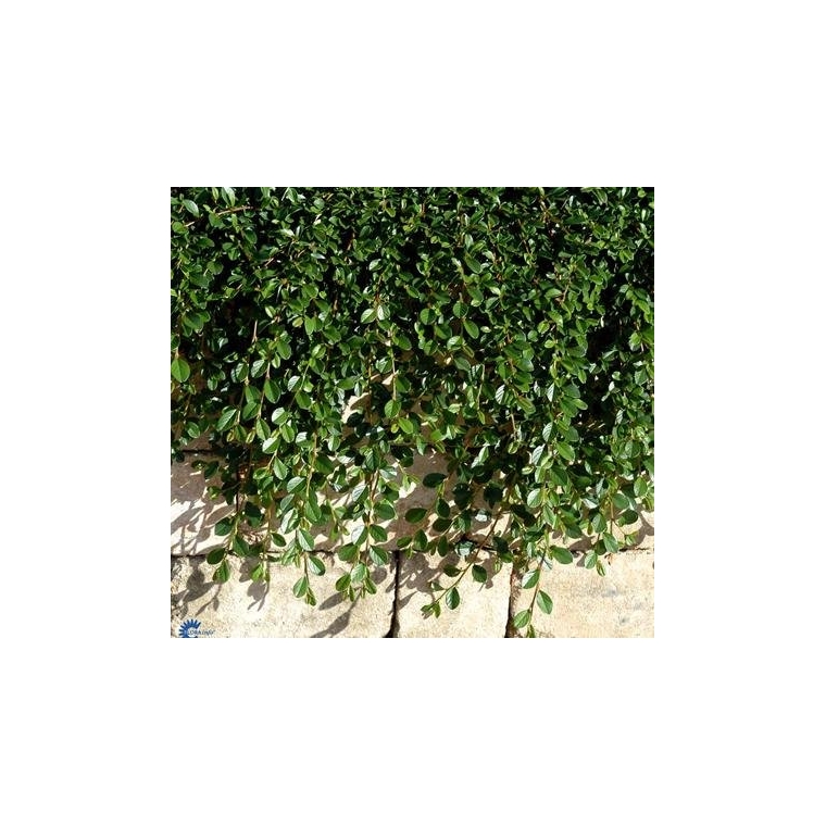 Cotoneaster radicans'Rami' 