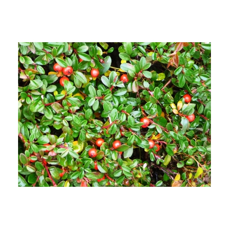 Cotoneaster suecicus'Skogholm' 