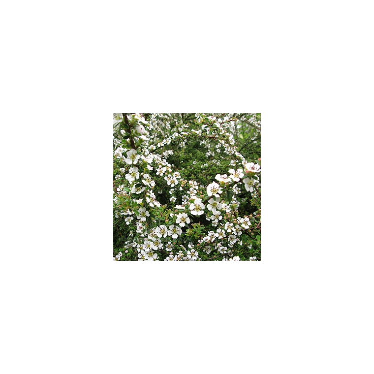 Cotoneaster conspicuus'Decorus' 