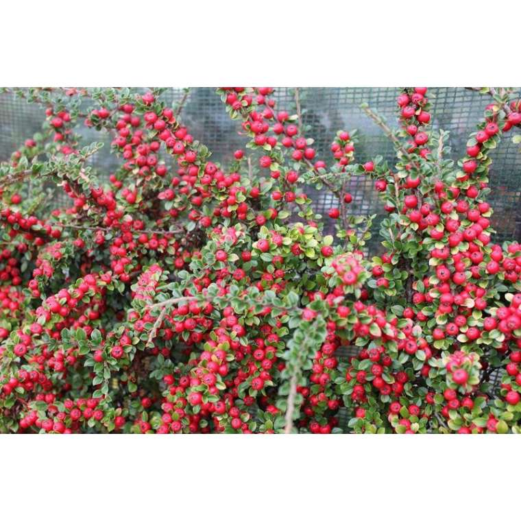 Cotoneaster horizontalis 