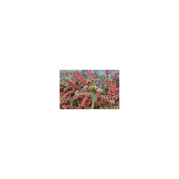 Cotoneaster horizontalis 