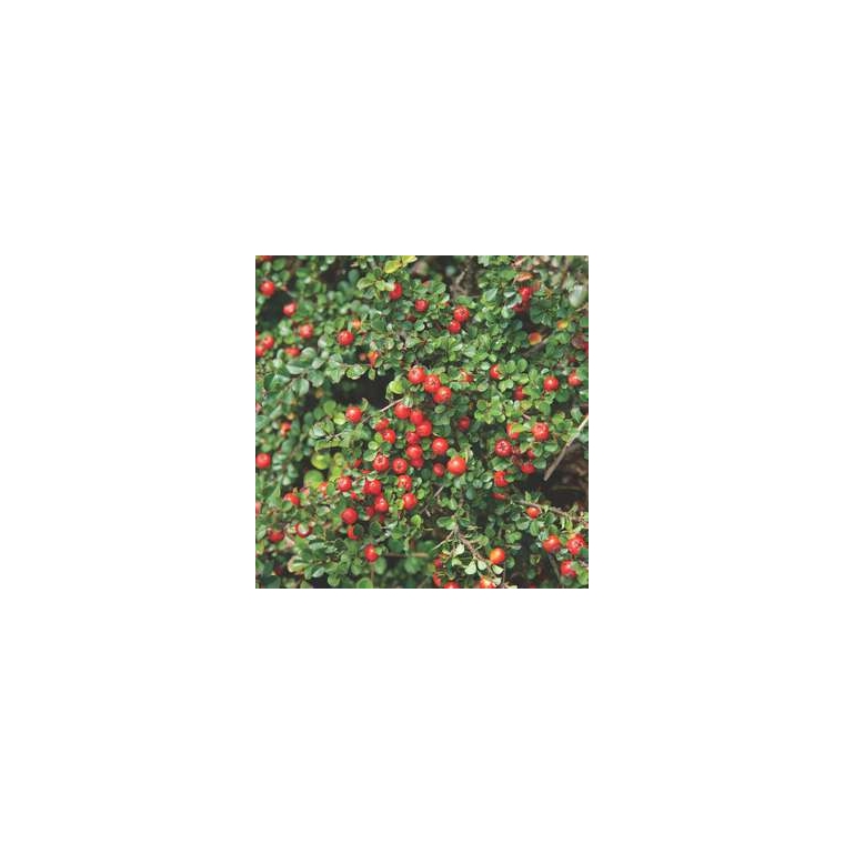 Cotoneaster praecox'Streib's Findling' 