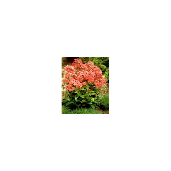 Phlox paniculata'Orange Perfection' 
