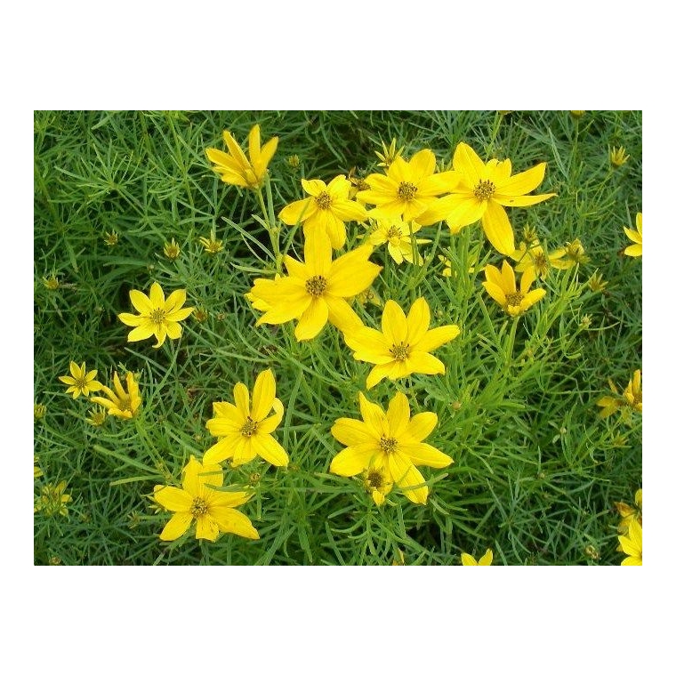 Coreopsis verticillata'Grandiflora'