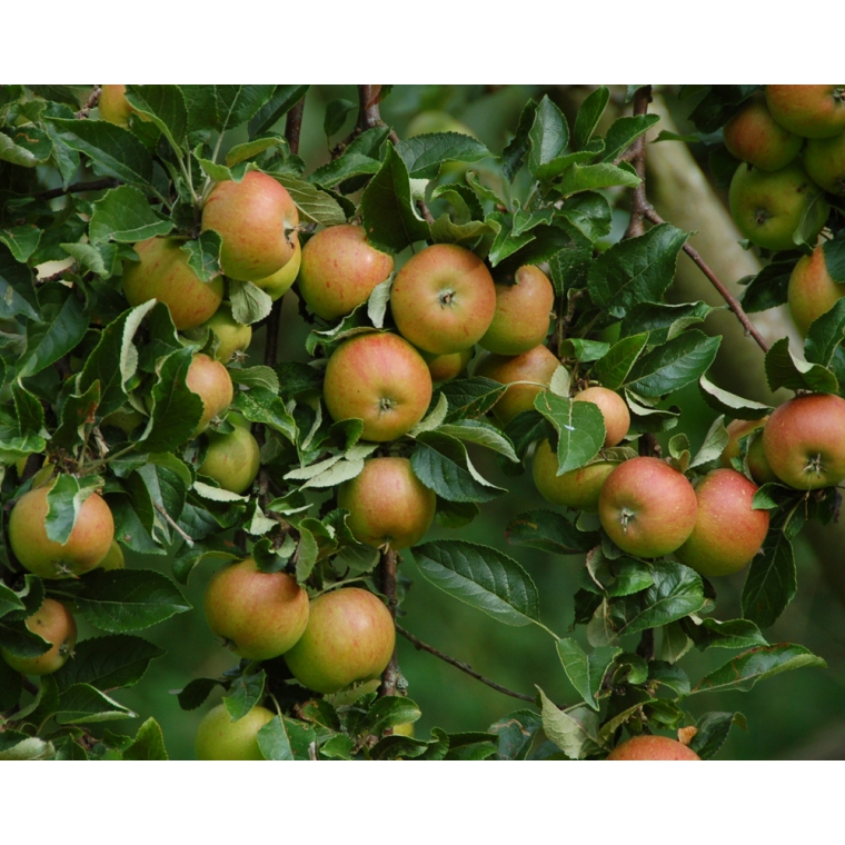 Appel'Cox Orange Pippin' 