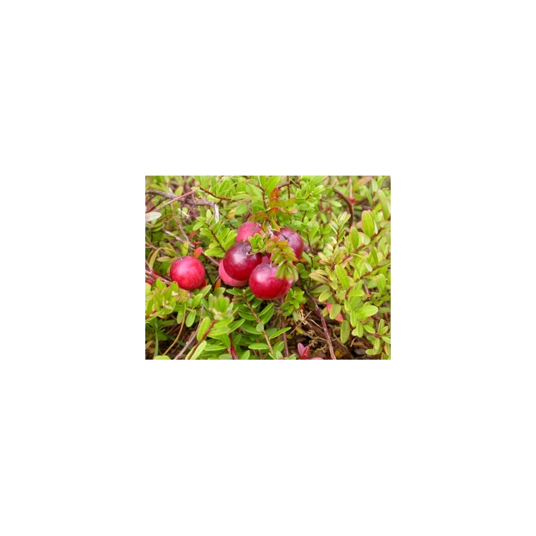 Cranberry (Vaccineum macrocarpon'Early Black') 