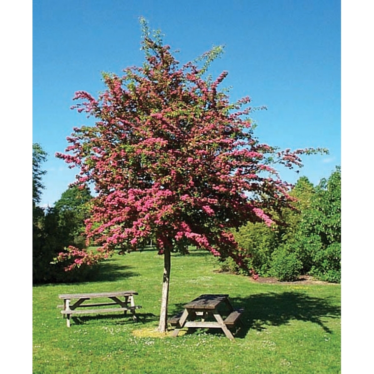 Crataegus laevigata'Paul's Scarlet' 