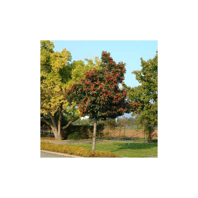 Crataegus lavalleei'Carrierei' 