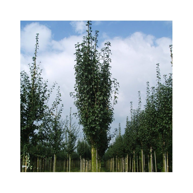 Crataegus monogyna'Stricta' 