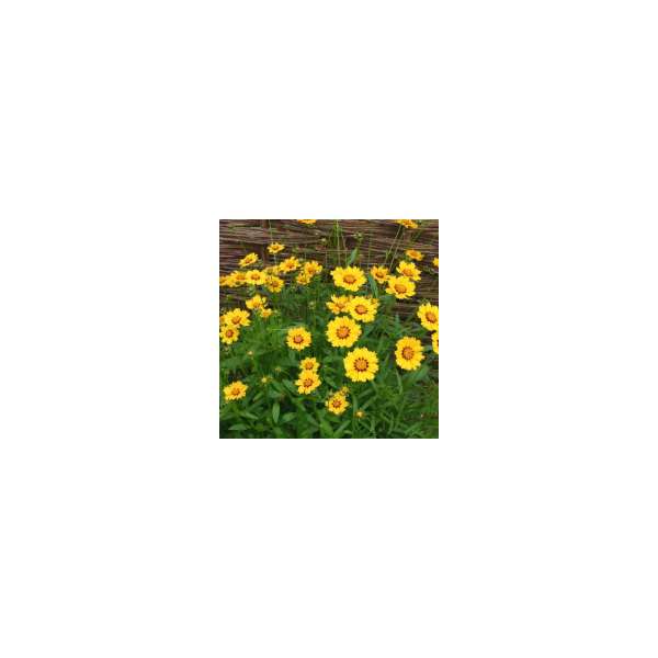 Coreopsis lanceolata'Sterntaler'