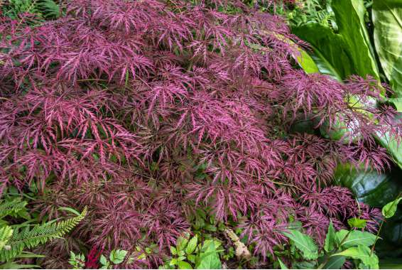 Acer palmatum'Crimson Queen' 