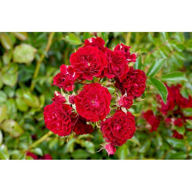 Rosa'Crimson Silhuetta' 