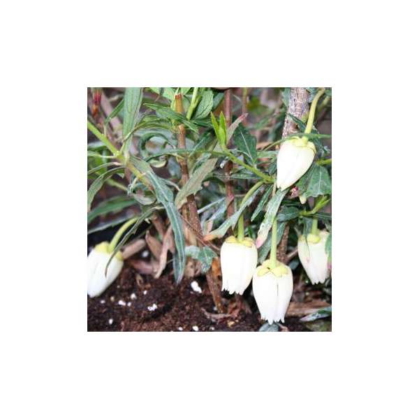 Crinidendron hookerianum'Alf robins' 