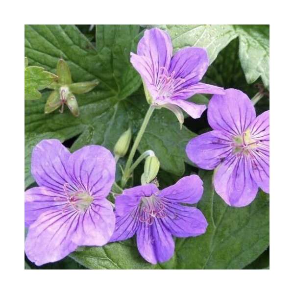Geranium wlassovianum'Crug Farm'
