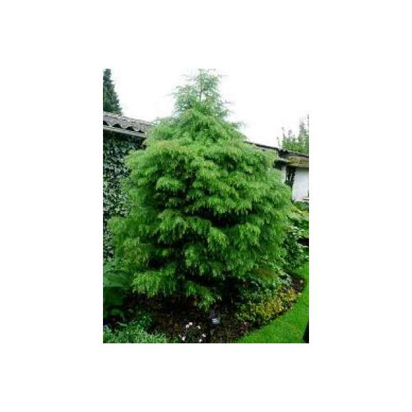 Cryptomeria japonica'Elegans Viridis' 