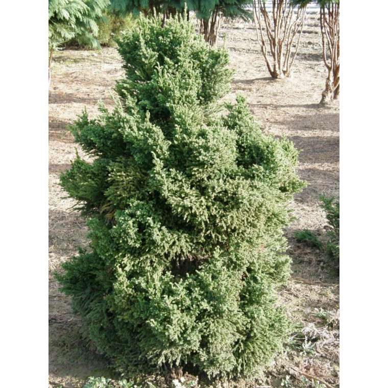 Cryptomeria japonica'Jindai' 
