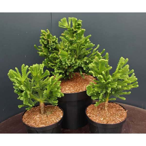 Cryptomeria japonica'Tomahawk' 