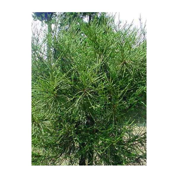 Cryptomeria japonica'Dacrydioides' 