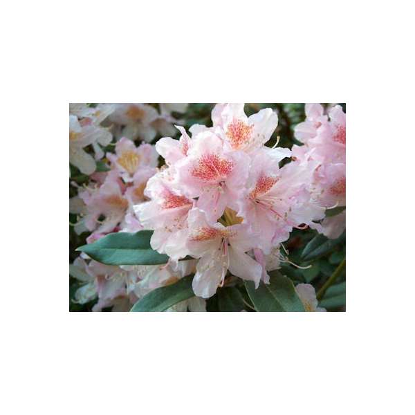 Rhododendron'Cunningham's Blush' 