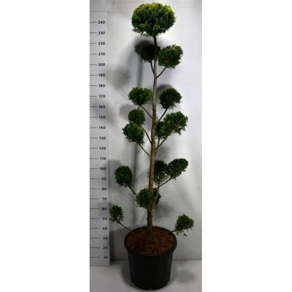 Cupressocyparis leylandii'Caslewellan gold'bonsai 