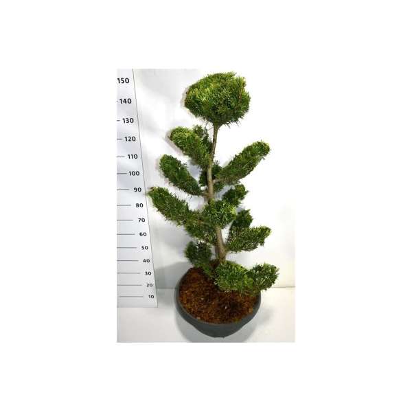 Cupressocyparis leylandii'Gold Rider' 