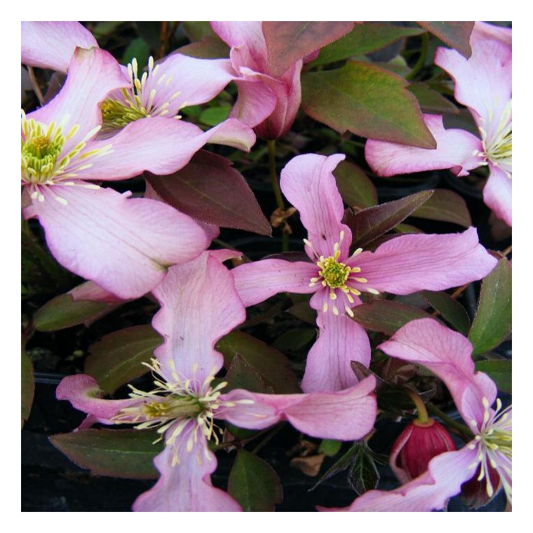 Clematis montana'Warwickshire Rose' 