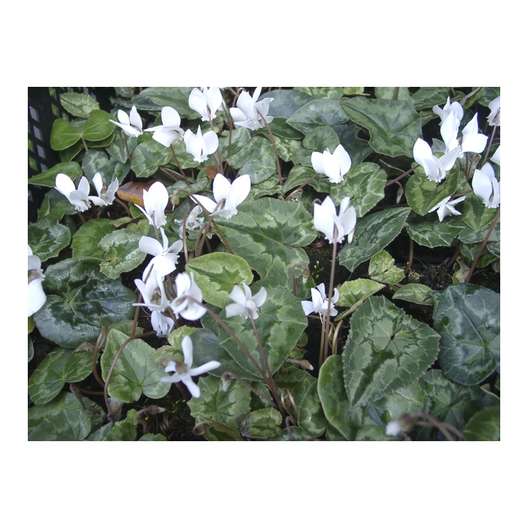 Cyclamen hederifolium'Album'