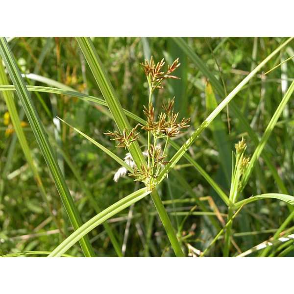 Cyperus longus