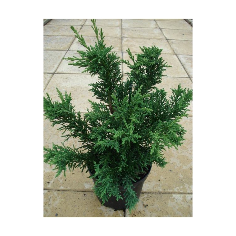 Chamaecyparis obtusa'Draht' 