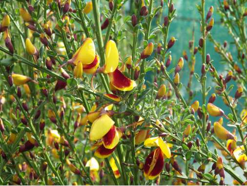 Cytisus andreanus 