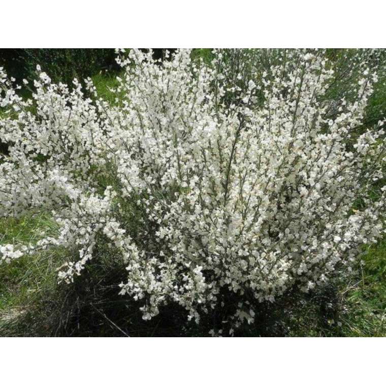 Cytisus praecox'White Lion' 