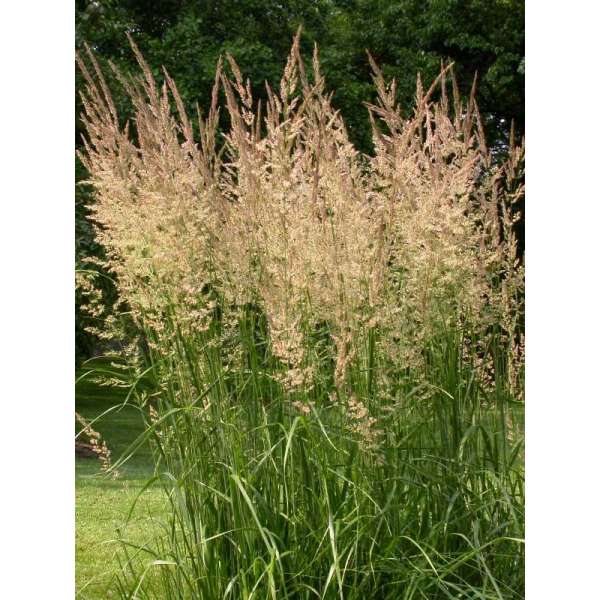 Calamagrostis epigejos