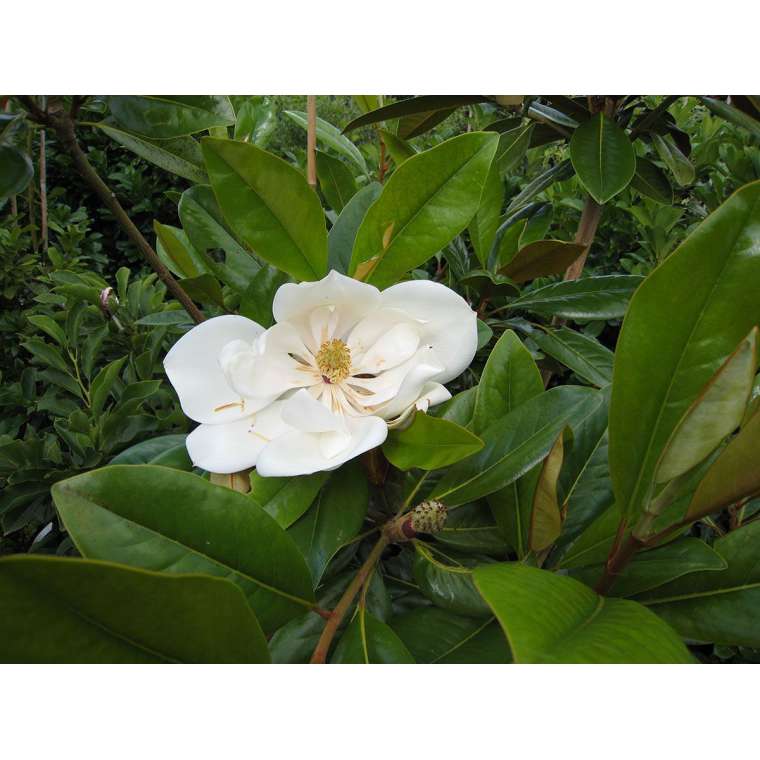 Magnolia grandiflora'Galissoniere' 
