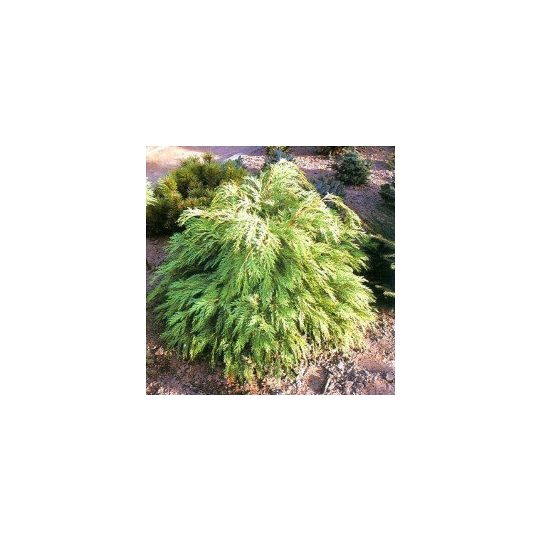 Chamaecyparis lawsoniana'Sunkist' 