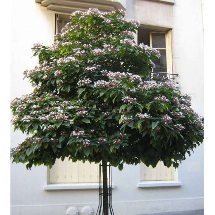 Clerodendrum trichotomum'Fargesii' 