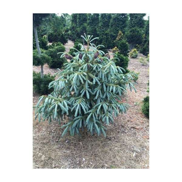 Picea engelmannii'Blue Magoo' 