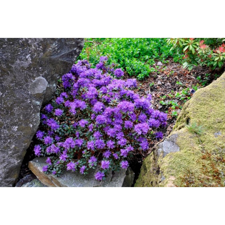 Rhododendron'Azurika' 