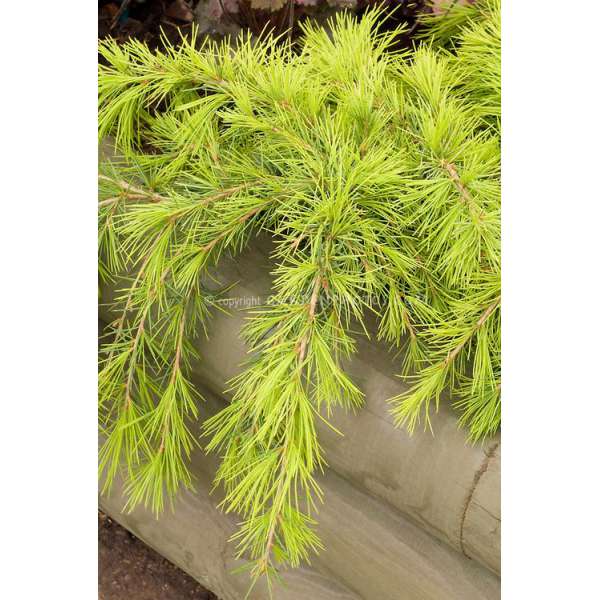 Cedrus deodara'Feelin sunny' 