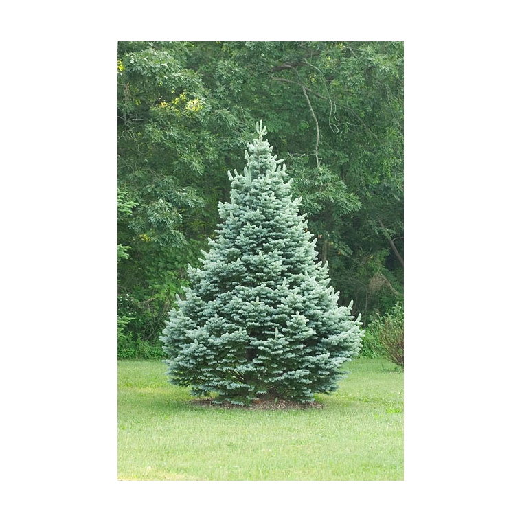 Abies lasiocarpa'Glauca Compacta' 