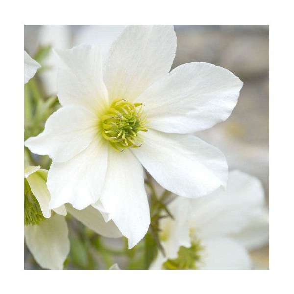 Clematis'Early Sensation' 