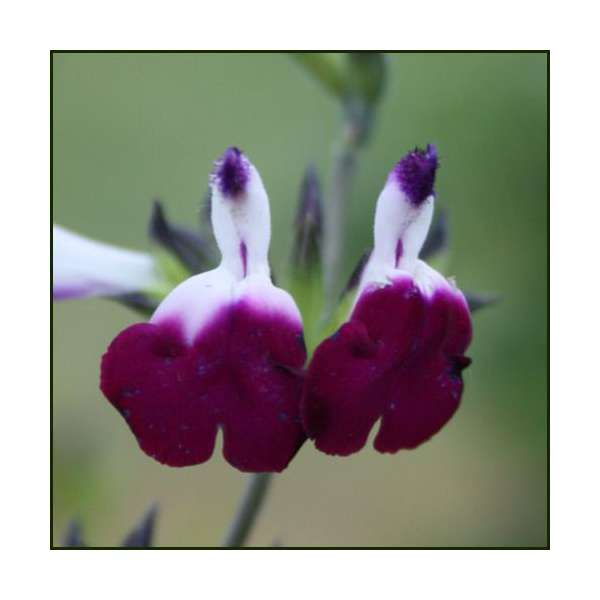 Salvia greggii'Amethyst Lips'