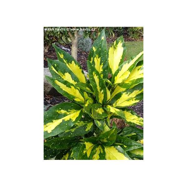 Aucuba japonica'Picturata' 