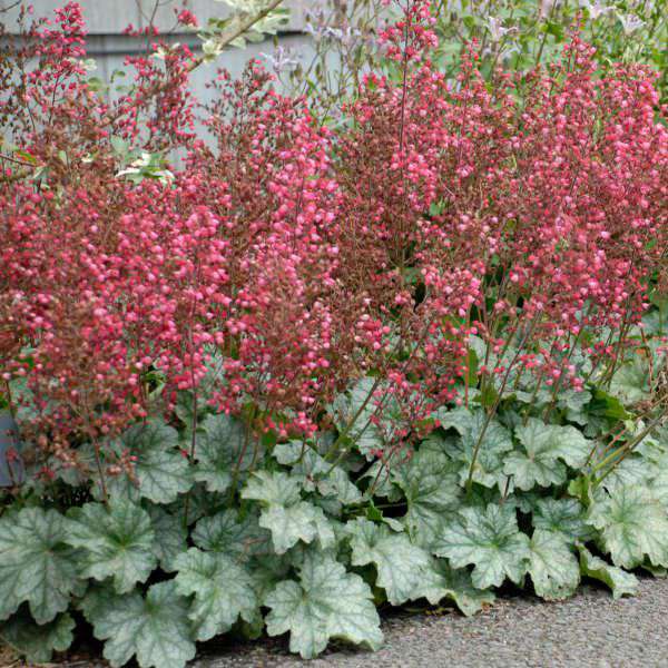 Heuchera'Paris'