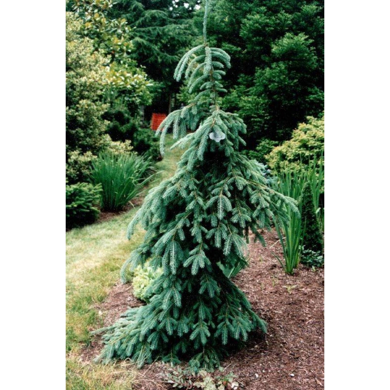 Picea glauca'Pendula' 