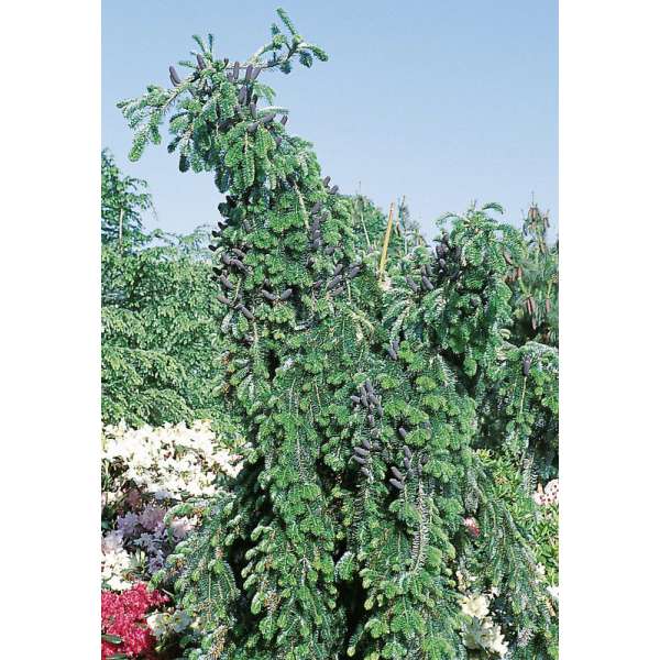 Abies veitchii'Pendula' 