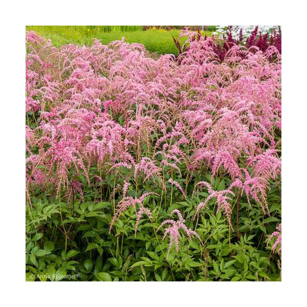Astilbe thunbergii'Straussenfeder'