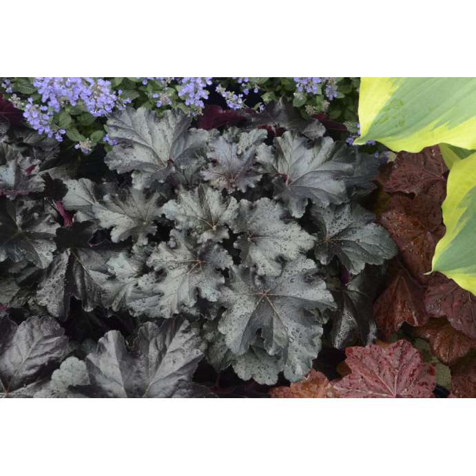 Heuchera'Black Pearl'