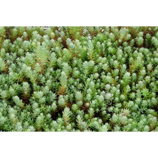 Sedum reflexum