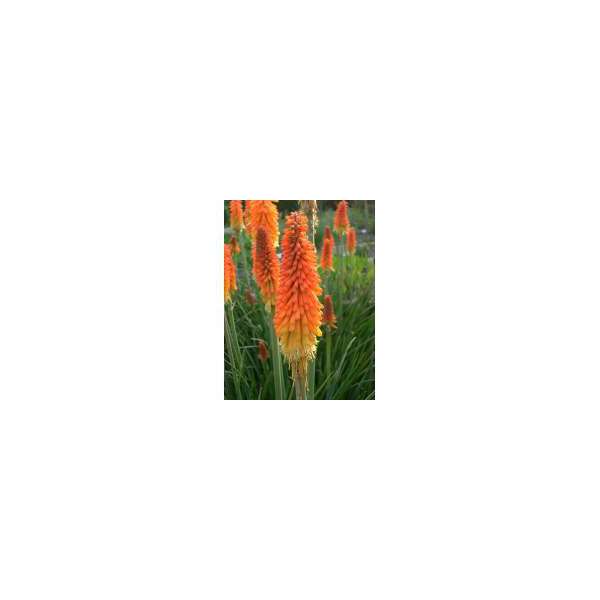 Kniphofia'Royal Castle'